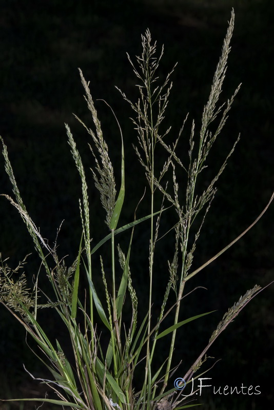 Eragrostis virescens.08