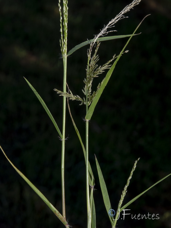 Eragrostis virescens.09