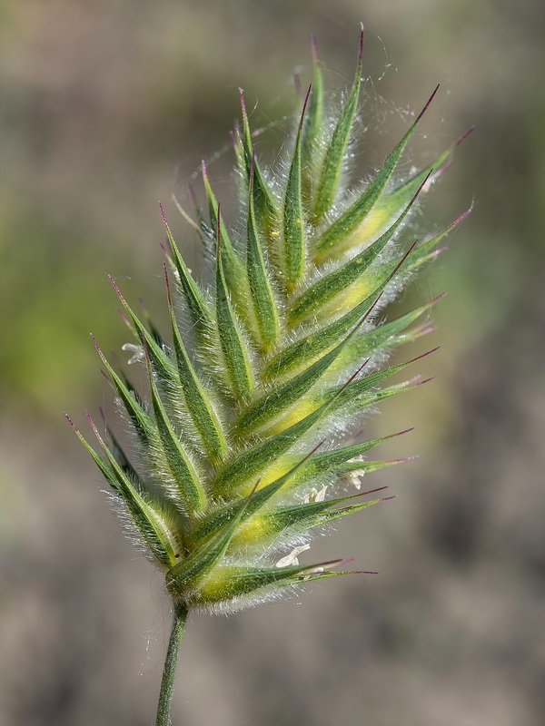 Eremopyrum orientale.13