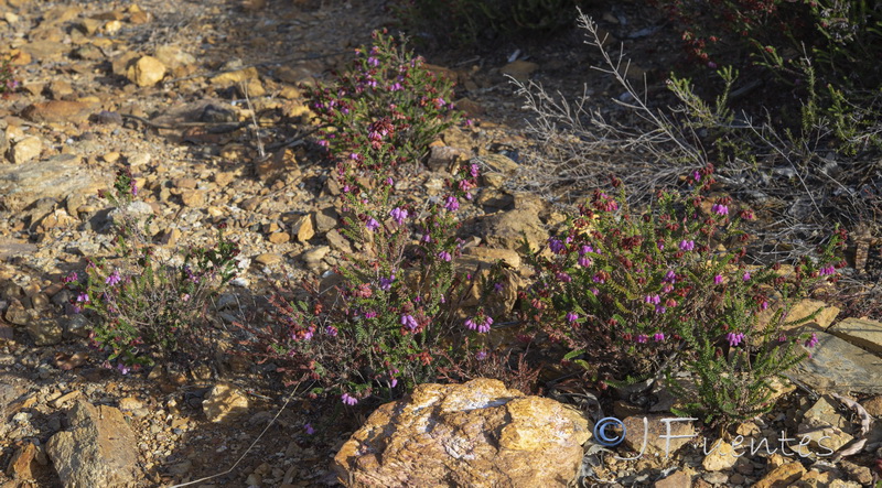 Erica andevalensis.01