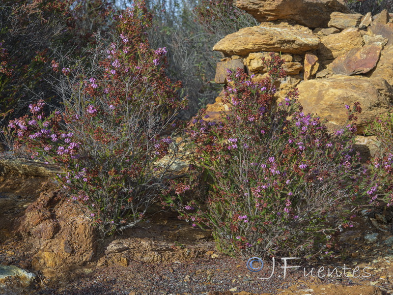 Erica andevalensis.05