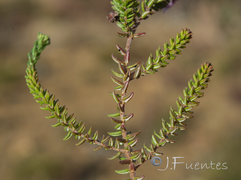 Erica andevalensis.07
