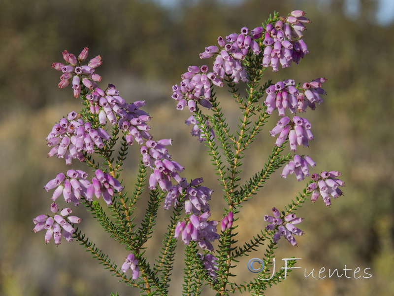 Erica andevalensis.08