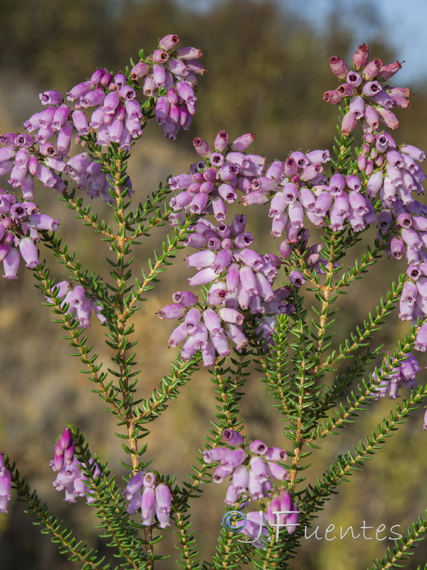 Erica andevalensis.11