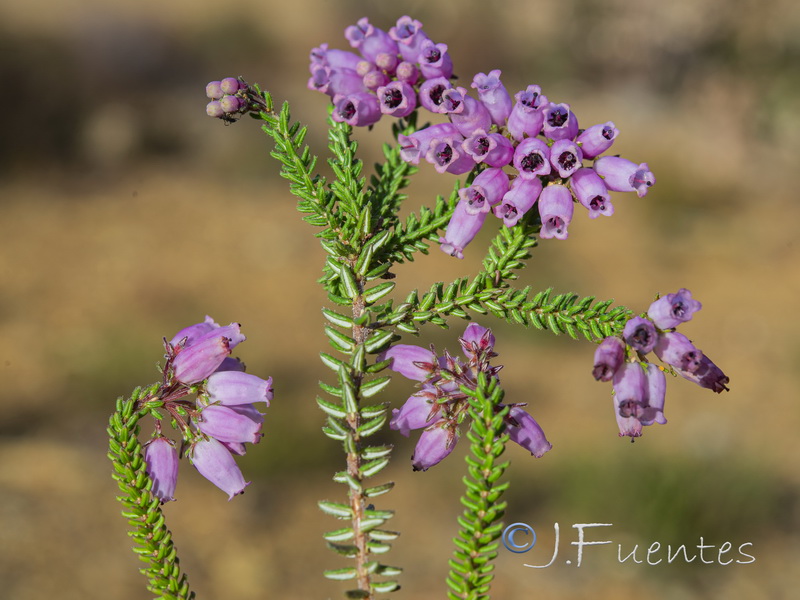 Erica andevalensis.12