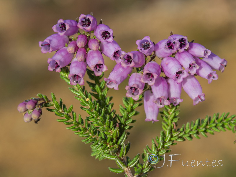 Erica andevalensis.14