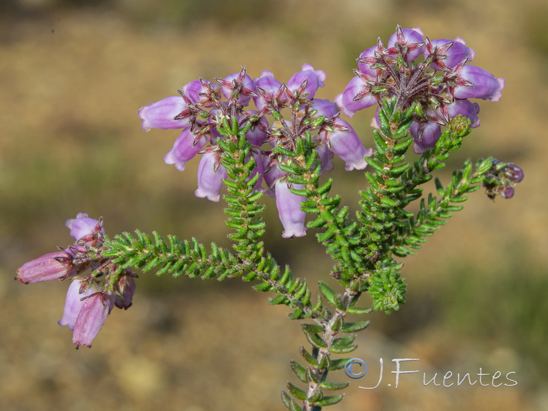 Erica andevalensis.16