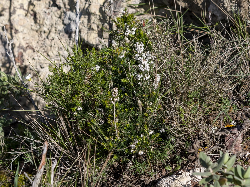 Erica arborea.01
