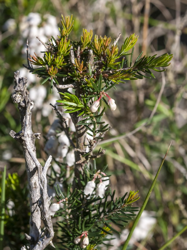 Erica arborea.04