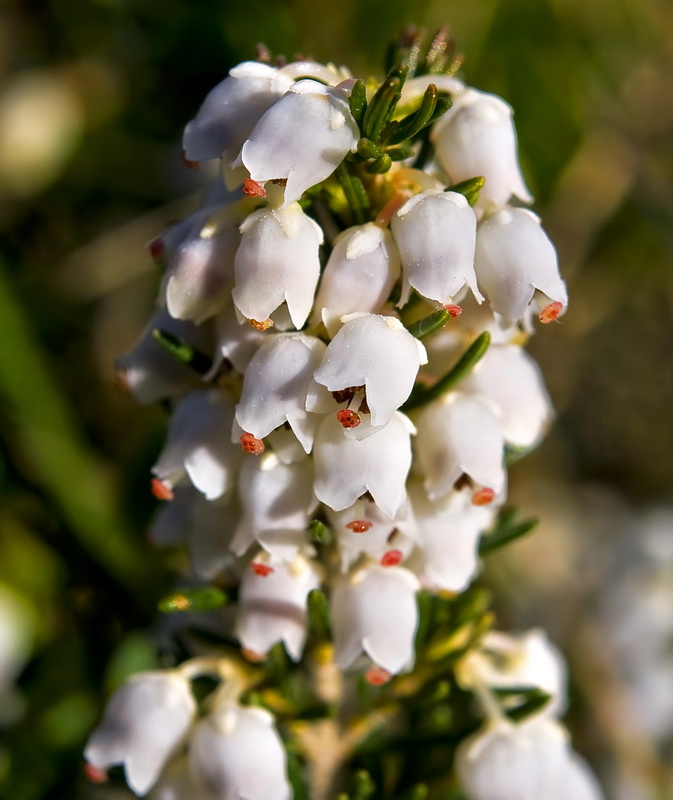 Erica arborea.09
