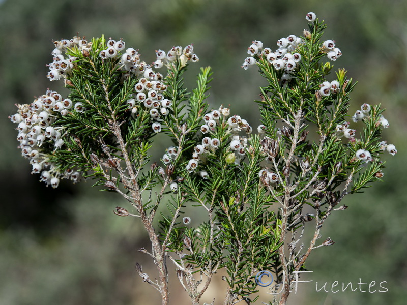 Erica arborea.13
