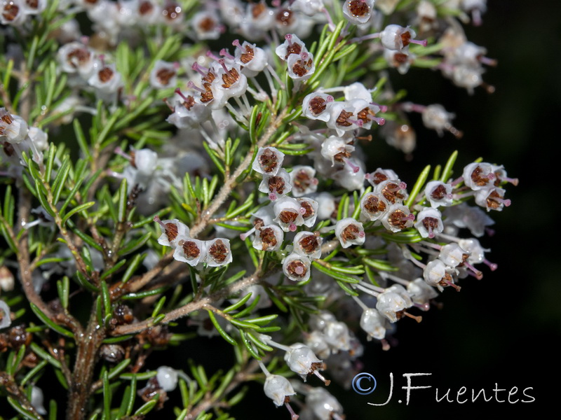 Erica arborea.14