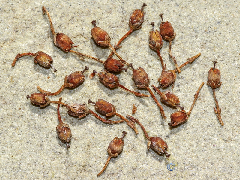 Erica arborea.18