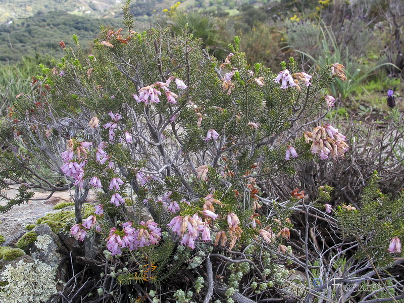 Erica australis.01