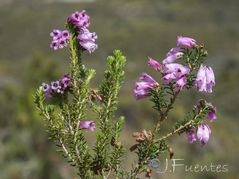 Erica australis.03