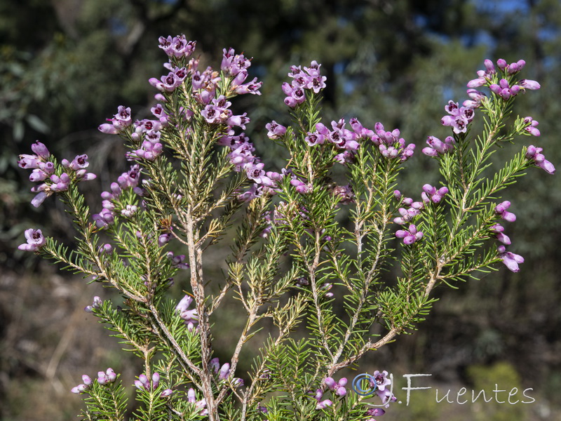 Erica australis.04