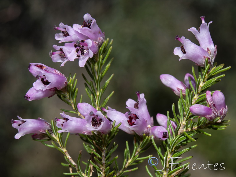 Erica australis.02