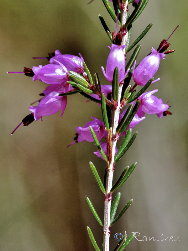 Erica australis.07