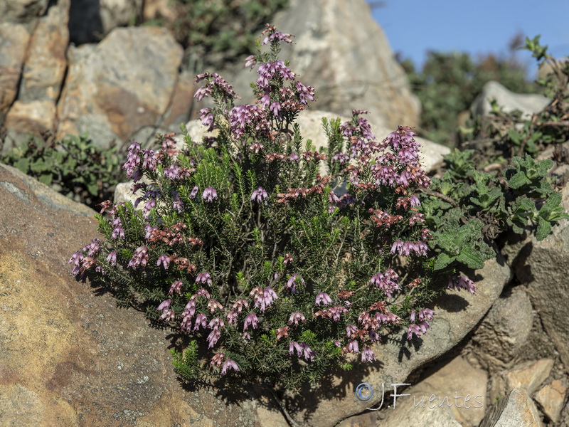 Erica australis.08