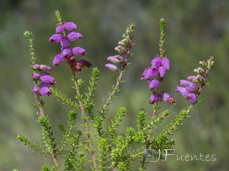 Erica ciliaris.01