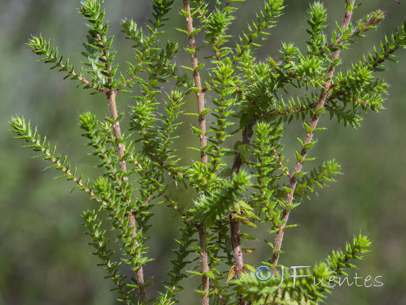 Erica ciliaris.03