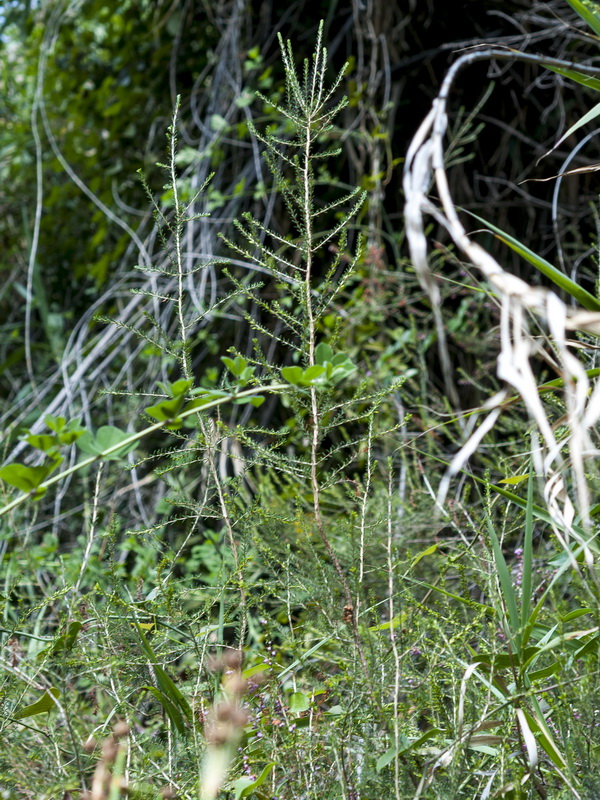 Erica erigena.01