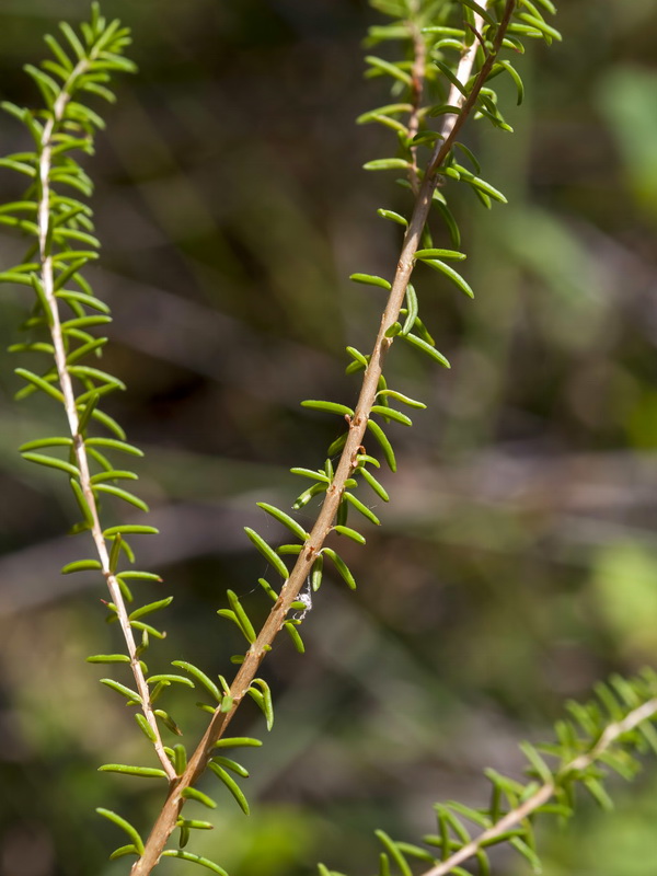 Erica erigena.02