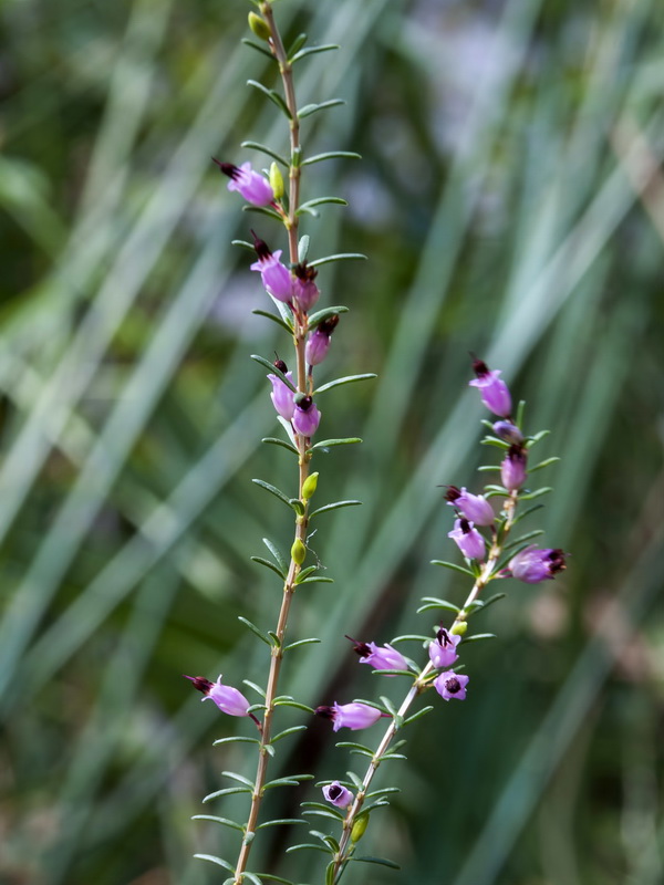 Erica erigena.05