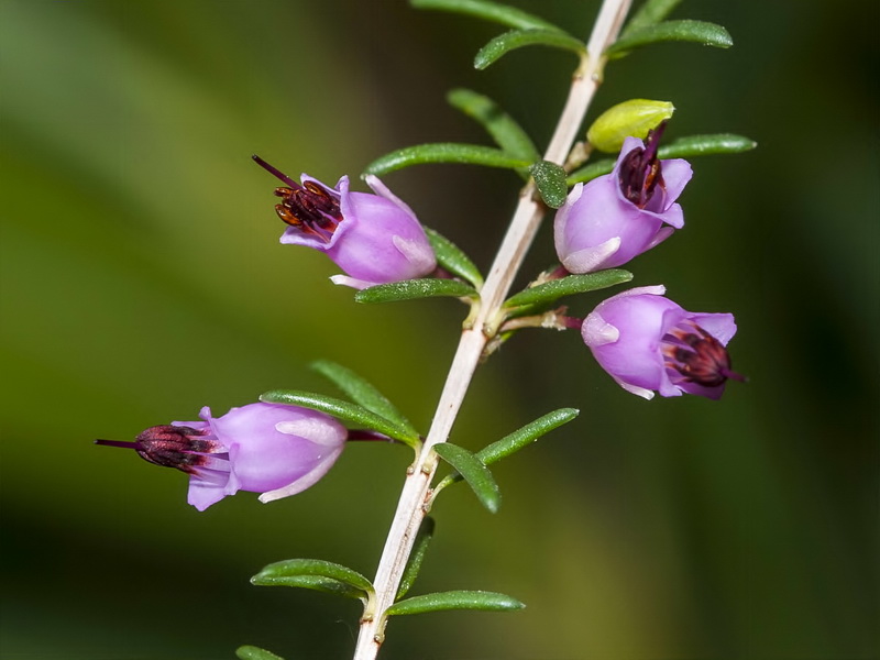 Erica erigena.06
