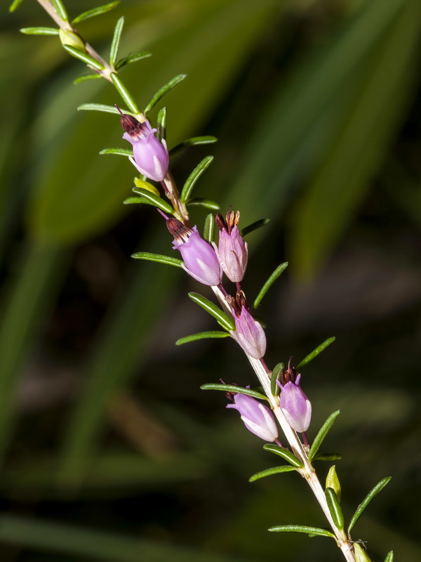 Erica erigena.07