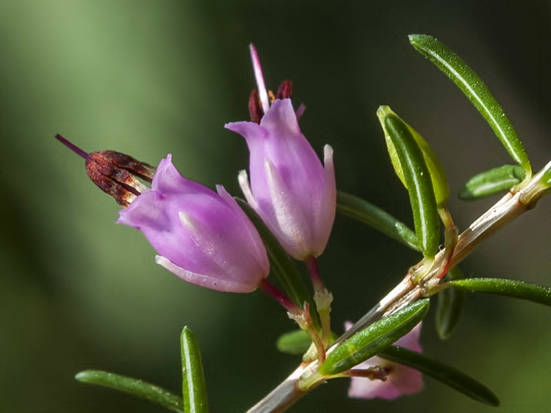 Erica erigena.10