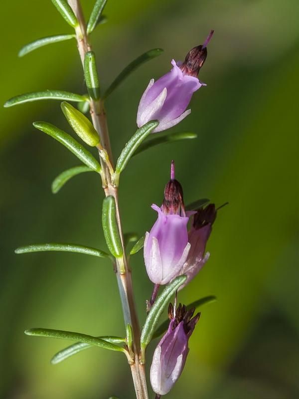 Erica erigena.13