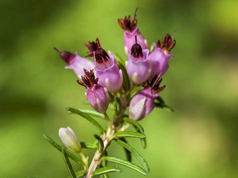 Erica erigena.15