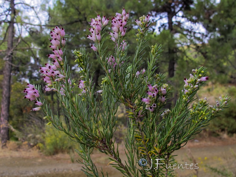 Erica erigena.16