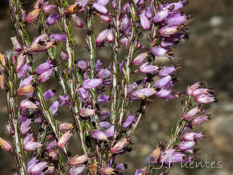 Erica erigena.20