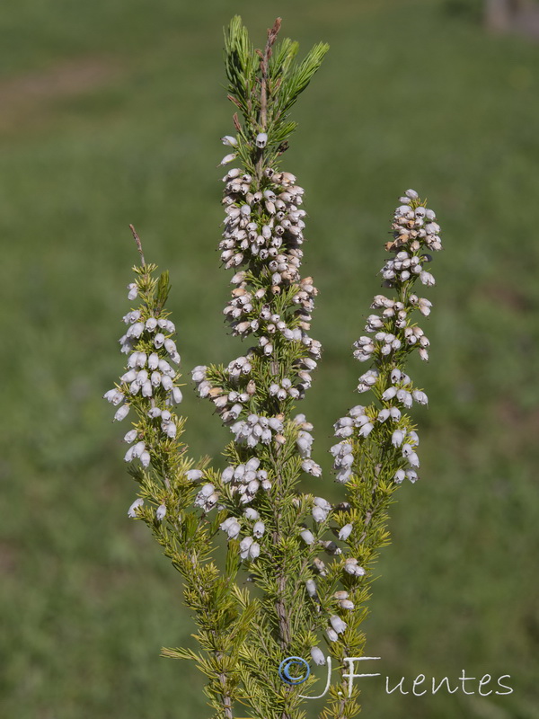 Erica lusitanica.01