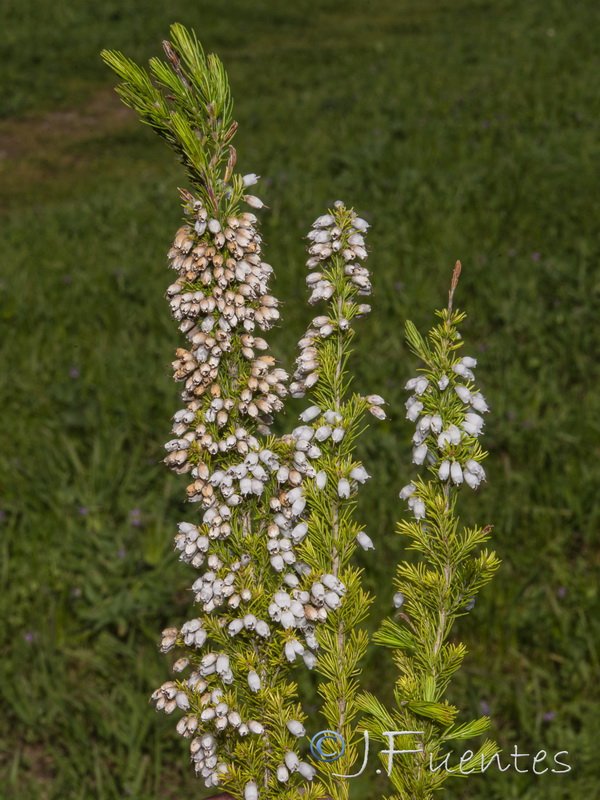 Erica lusitanica.02