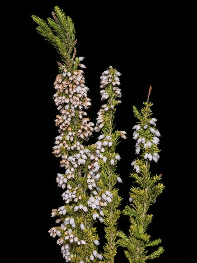 Erica lusitanica.02b