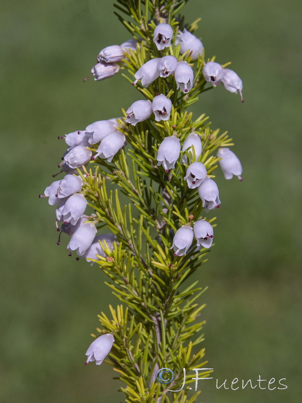 Erica lusitanica.03