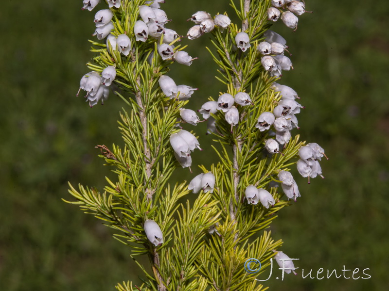 Erica lusitanica.04