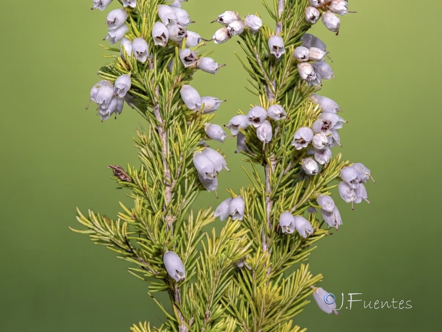 Erica lusitanica.04b