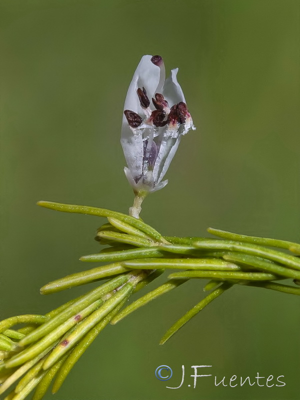 Erica lusitanica.05