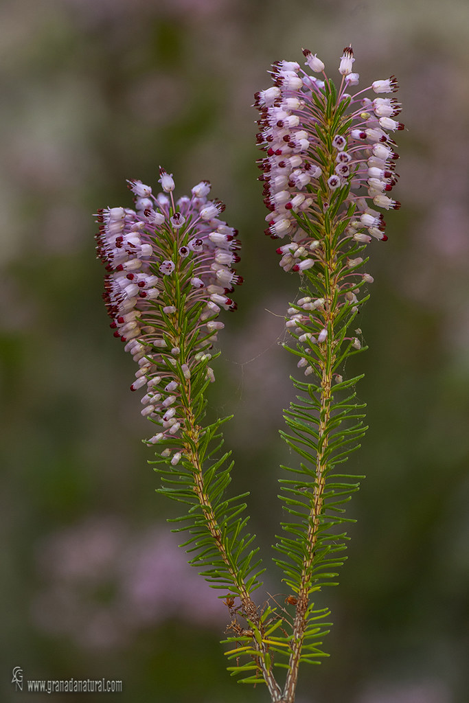 Erica multiflora