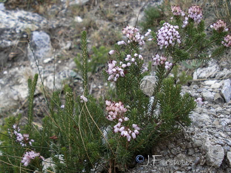 Erica multiflora.01