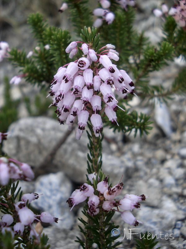 Erica multiflora.02