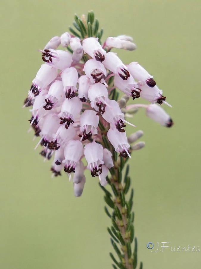 Erica multiflora.03b