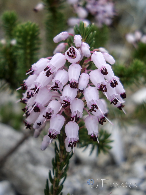 Erica multiflora.04