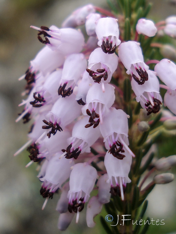 Erica multiflora.05