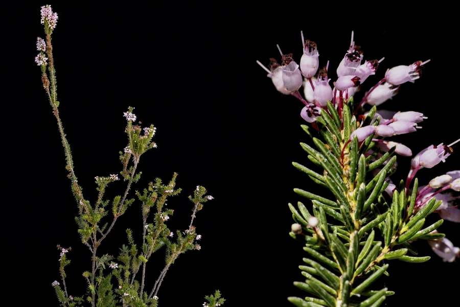 Erica multiflora.06b
