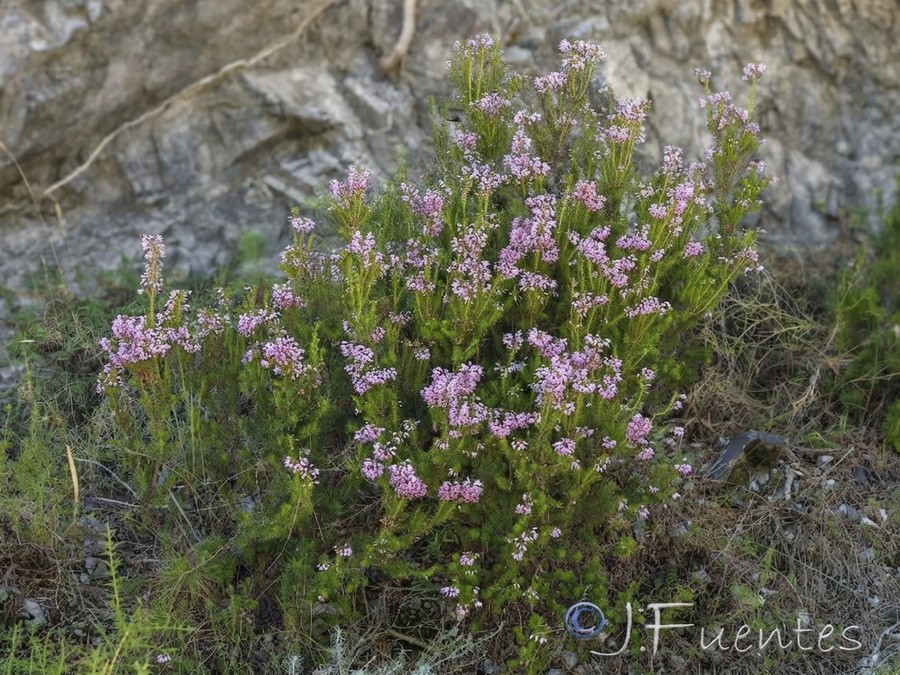 Erica multiflora.07b